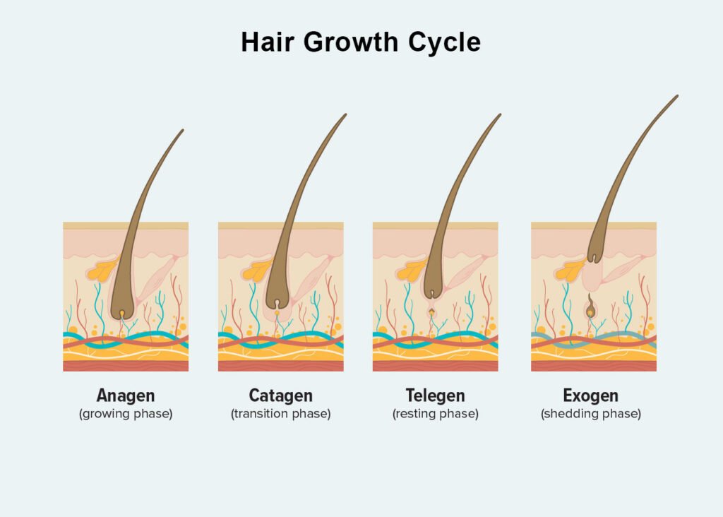 Can You Really Regrow Hair Naturally in Only 3 Weeks? 1 Hair Growth Cycle